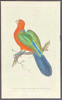 Donovan - Tabuan Parrot. 80