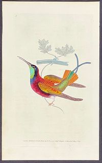 Donovan - Topaz Hummingbird. 5