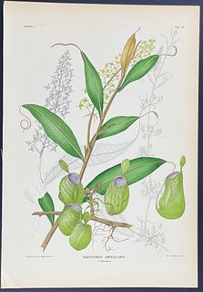Temminck - Carnivorous: Pitcher Plant; Nepenthes ampullaria. 13
