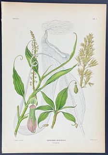 Temminck - Carnivorous: Bosch's Pitcher Plant; Nepenthes Boschiana. 2