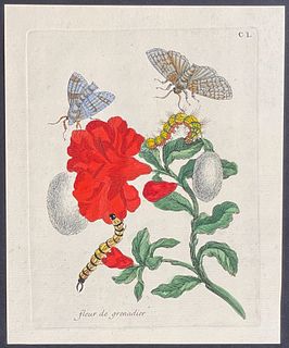 Merian - Moth Metamorphosis. 150