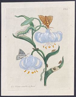 Merian - Lily & Moth Metamorphosis. 151