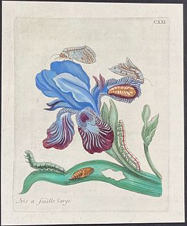 Merian - Iris & Moth Metamorphosis. 121