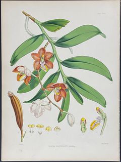 Hooker, Folio - Orchid - Vanda Cathcarti. 23