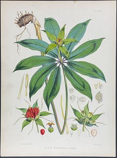 Hooker, Folio - Whorled Honey Flower - Paris Polyphylla. 24
