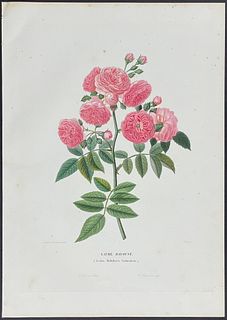 Paquet - Rose