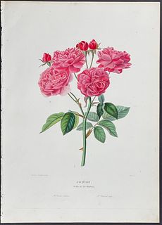 Paquet - Rose