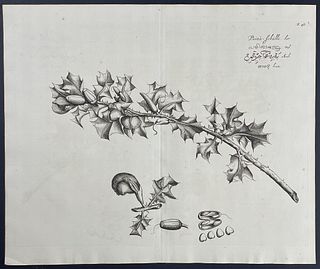 Rheede - Botanical Engraving: Paina-schulli. 48