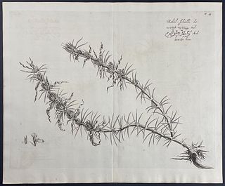 Rheede - Botanical Engraving: Bahel-Schulli. 45