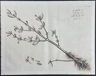 Rheede - Botanical Engraving: Nir-Schulli. 46