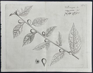 Rheede - Botanical Engraving: Valli-teregam. 62
