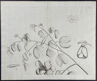 Rheede - Botanical Engraving: Canschena. 35