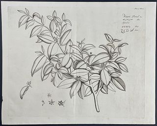Rheede - Botanical Engraving: Kasjou Panel. 18