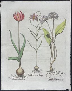 Besler - Tulip, Fritillary, Onion
