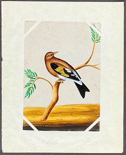 Original Gouche Painting of Indian Bird: Sparrow
