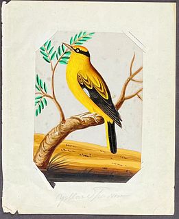 Original Gouche Painting of Indian Bird: Oriole or Yellow Sparrow