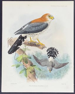 Rowley & Keulemans - White-rumped Falcon; Poliohierax Insignis