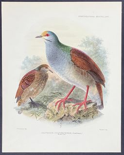 Rowley & Keulemans - Buff-fronted Quail-Dove; Geotrygon costaricensis
