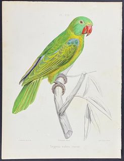 Souance - Parrot; Tanygnatus mullerii. 45
