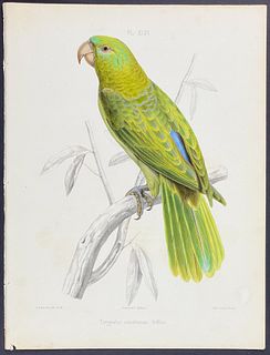 Souance - Blue-backed Parrot; Tanygnatus sumatranus. 46