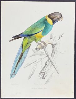 Souance - Australian Ringneck Parrot - Barnardius zonarius