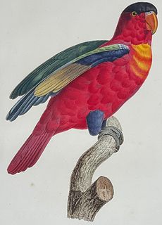 Barraband - Parrot. 95