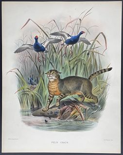 Elliot, Folio - Chaus, Jungle Cat