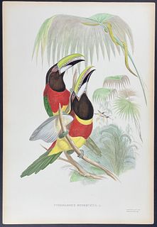Gould - Red-necked Aracari or Toucan (Pteroglossus bitorquatus)