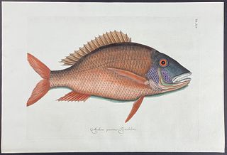 Catesby, Folio - Mutton Fish. 25