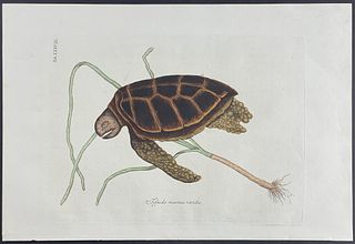 Catesby, Folio - Green Turtle with Turtle Grass. 38