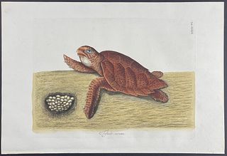 Catesby, Folio - Hawks Bill Turtle. 39