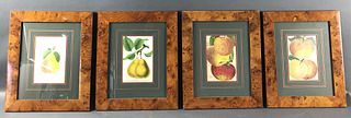 A Group of 4 Fruit Prints