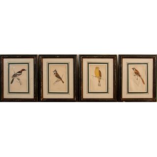 4pc Rev. Morris's Antique Color Engravings Prints of Birds