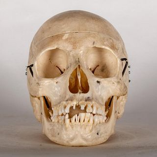 Articulated Medical School Human Skull