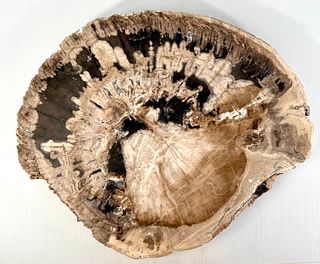 Natural Petrified Wood Slab
