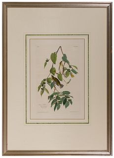John James Audubon (American, 1785-1851) 'Autumnal Warbler' Hand-Colored Engraving and Aquatint