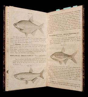FRIC, ANTONIN JAN, CESKE RYBY (CZECH FISH) 1859