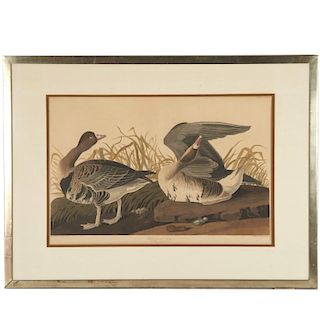 After John James Audubon, Havell edition print