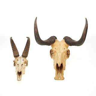 (2) Taxidermy horned skulls