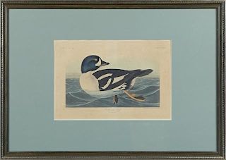 John James Audubon (1785-1851), "Golden-eye Duck,"