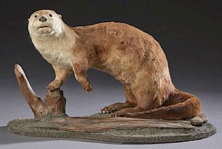 Taxidermied Otter, 20th c., on an oval wood and sa