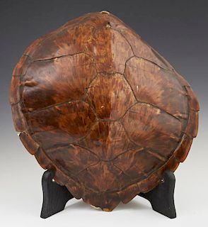 Tortoise Shell, 19th c., H.- 15 in., W.- 13 1/4 in