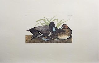 John James Audubon (1785-1851), "Scaup Duck," No.