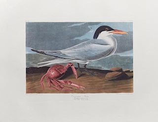 John James Audubon (1785-1851), "Cayenne Tern," No