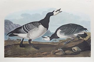 John James Audubon (1785-1851), "Barnacle Goose,"