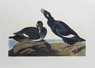 John James Audubon (1785-1851), "Velvet Duck," No.
