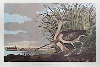 John James Audubon (1785-1851), "Long-billed Curle
