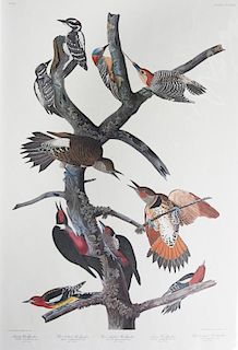 John James Audubon (1785-1851), "Hairy Woodpecker,