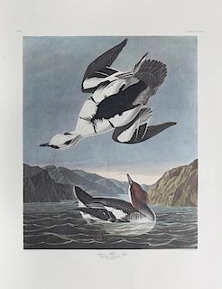 John James Audubon (1785-1851), "Smew," No. 70, Pl