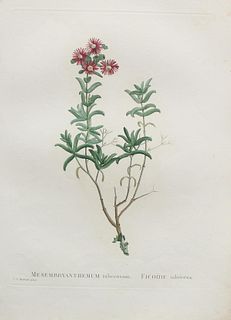 Pierre Joseph Redoute - Mesembryanthemum
